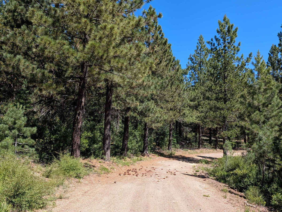 Lost Spring "Pigs Ear" East - FS 43N04 photo 6