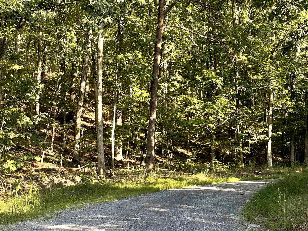 Lick Branch trail photo