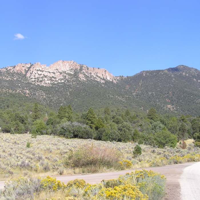 Near Gardner Peak Trail #6
