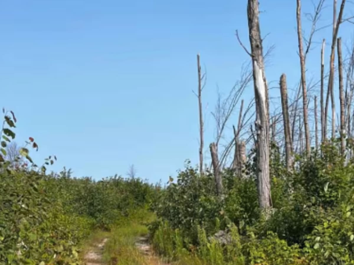 Tree Tundra Trail photo 6