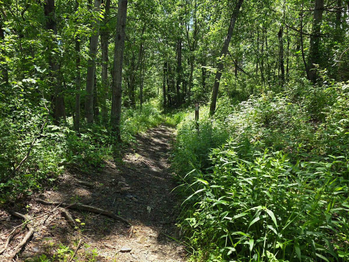Single Track GG photo 2