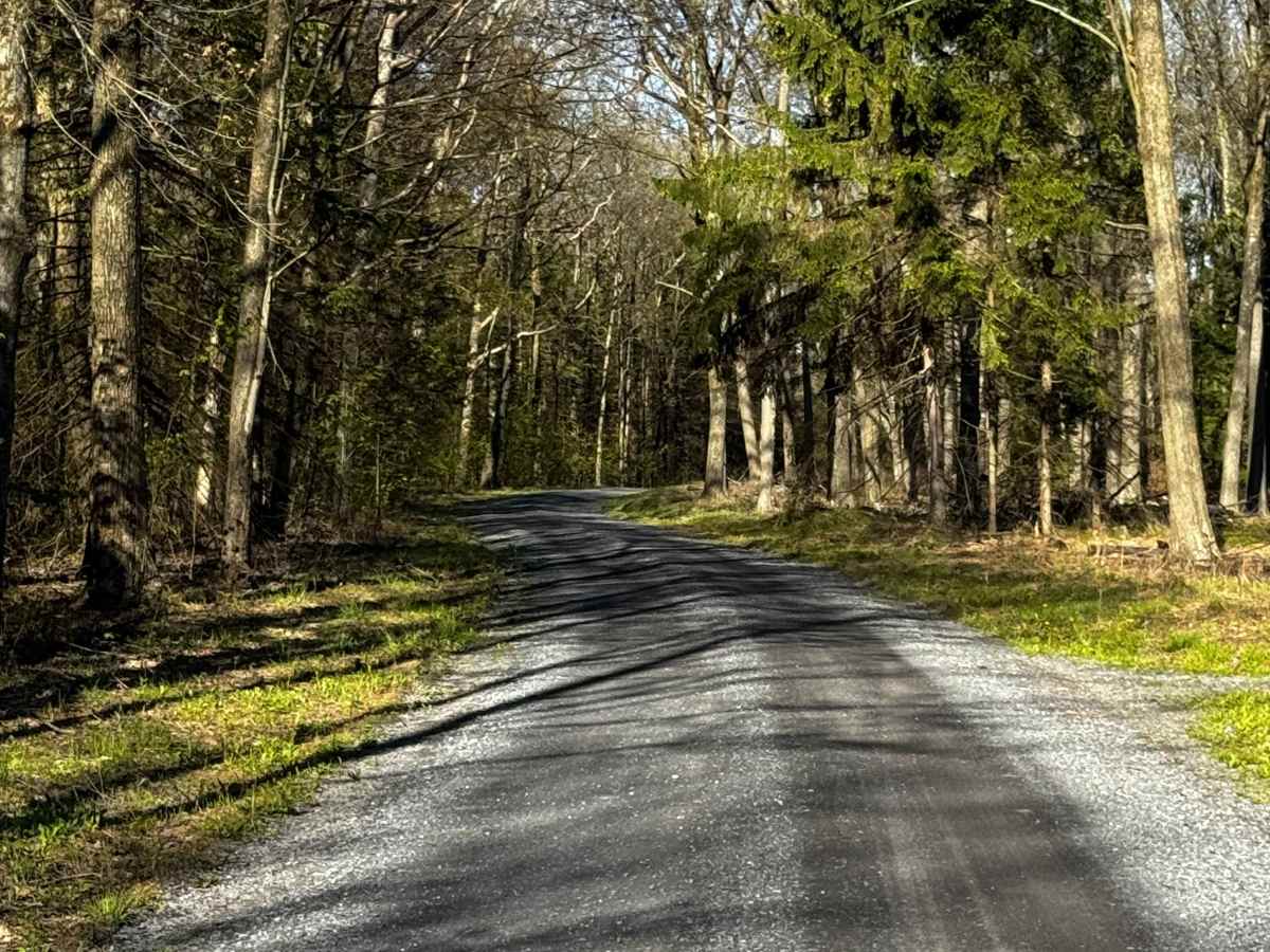 Firebreak Road photo 4