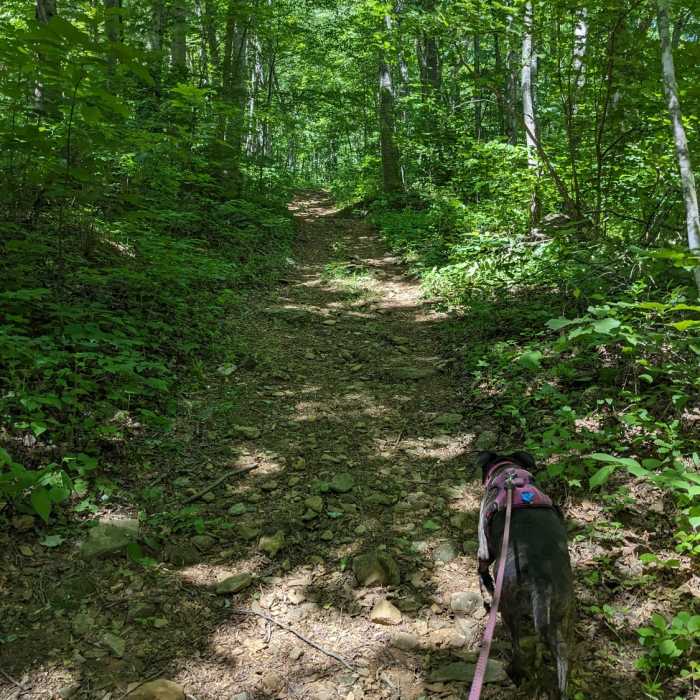 Near Blue Ledge Trail