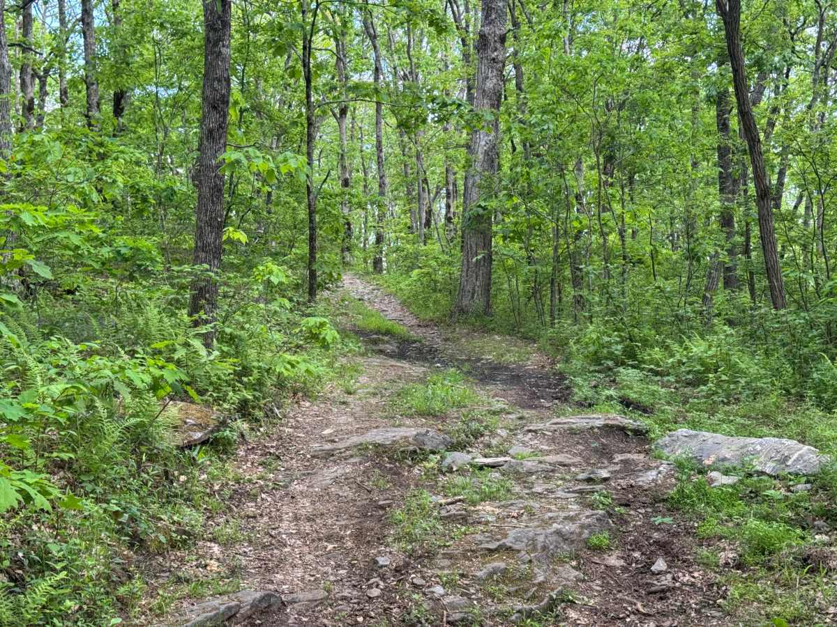 Hawk Mountain - FS 42A photo 2