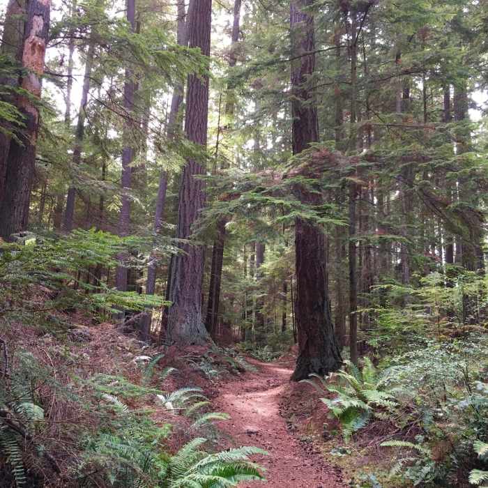 Near East Hoypus Point Trail
