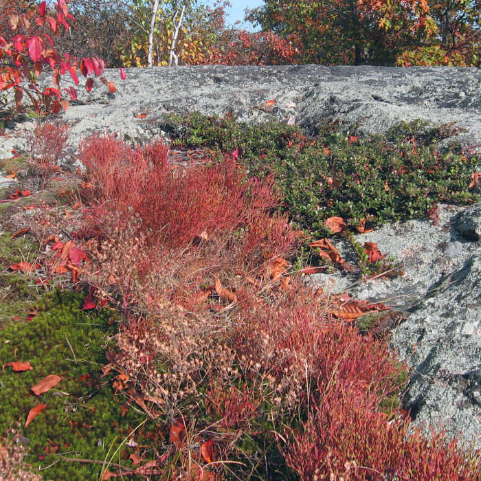 Granite outcrop at the top of Whipple Hill. Photo provided by the Town of Lexington, Conservation Division. Near Whipple Hill Loop
