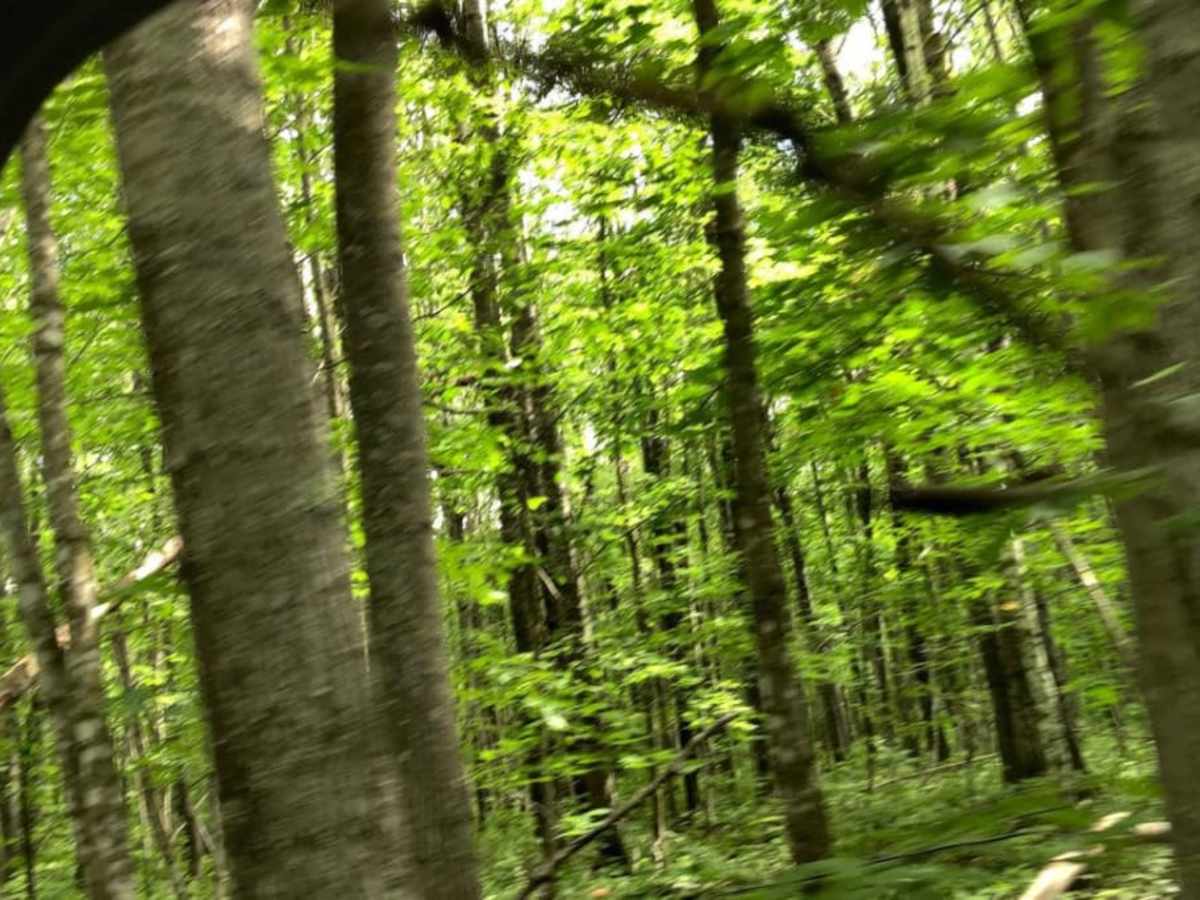 West Turtle Lake Loop Trail photo 2