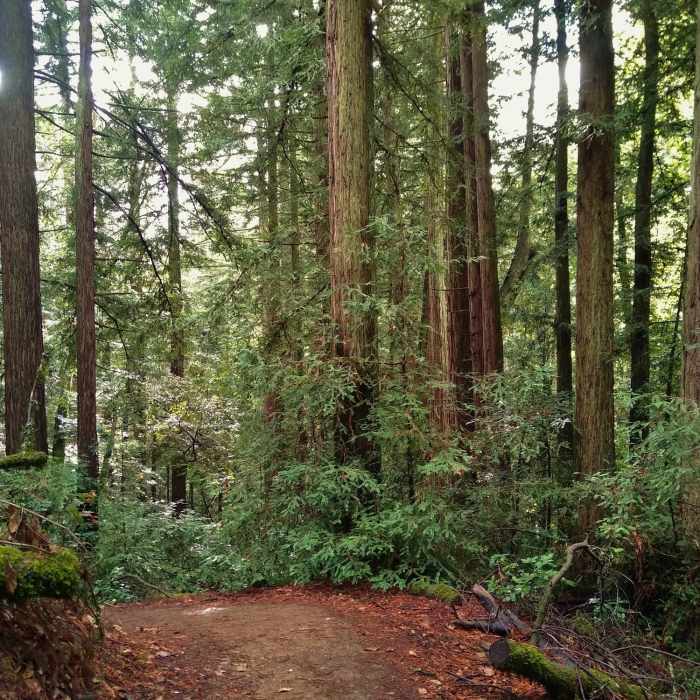 Near Upper Miller Trail