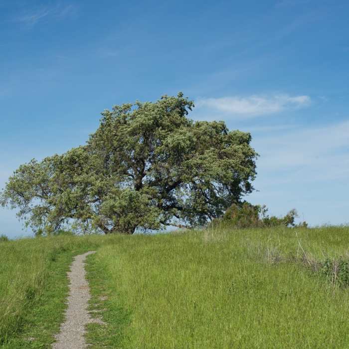 Near Vista Point Trail
