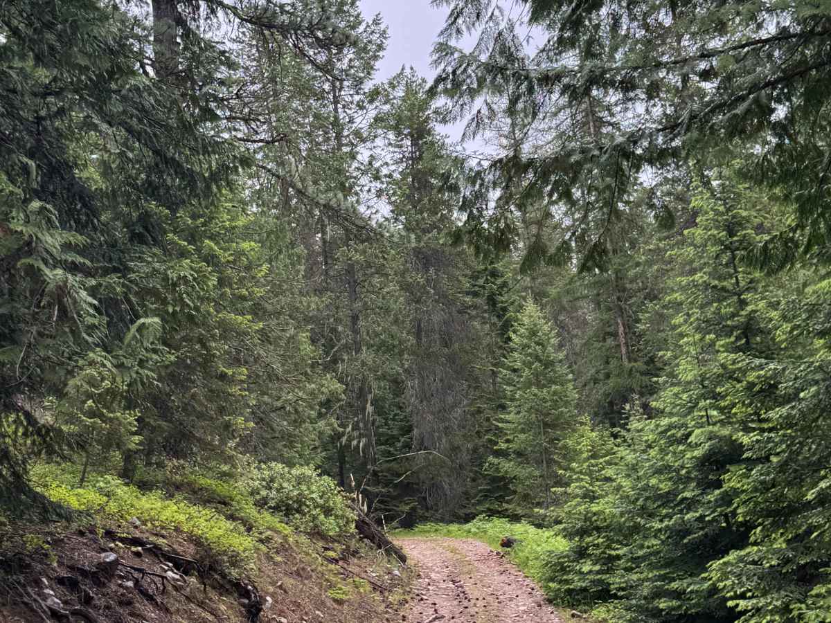 South Lakeview Mountain - FS 1355 photo 6