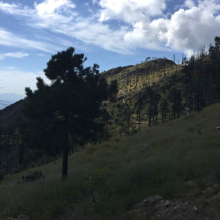Near Crest Trail #144