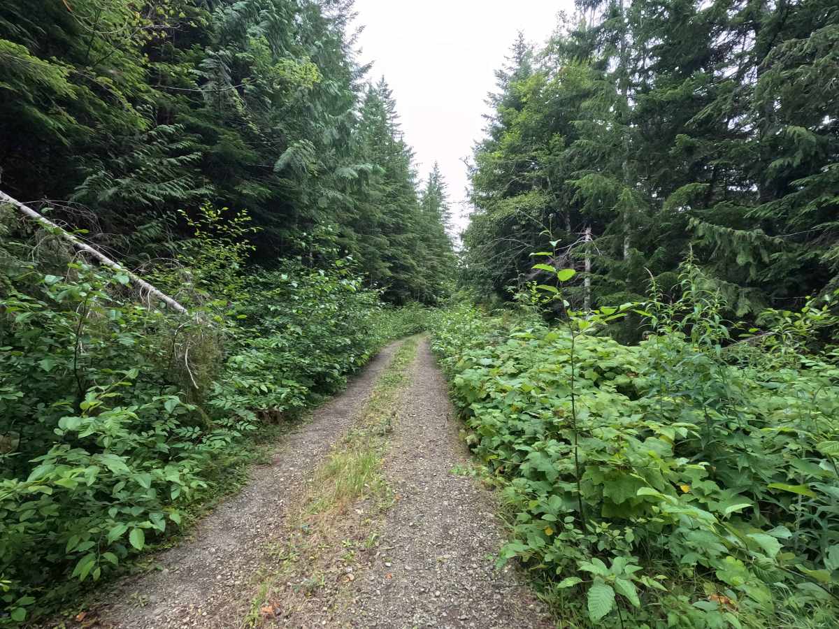 Church Creek East Trailhead - FS 2361600 photo 6