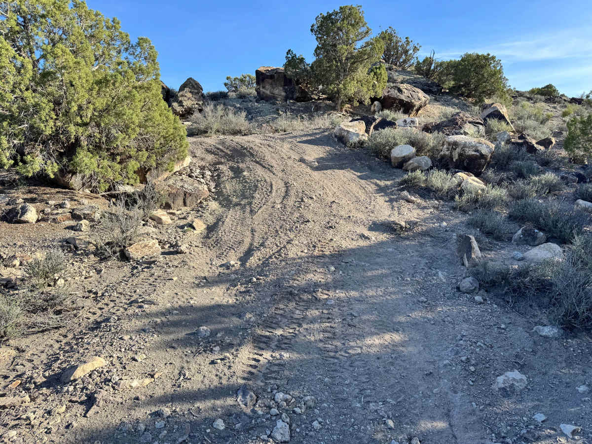 Lower Cactus Rat photo 2