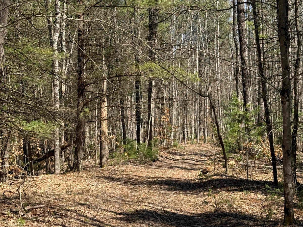 FS 5096 trail photo