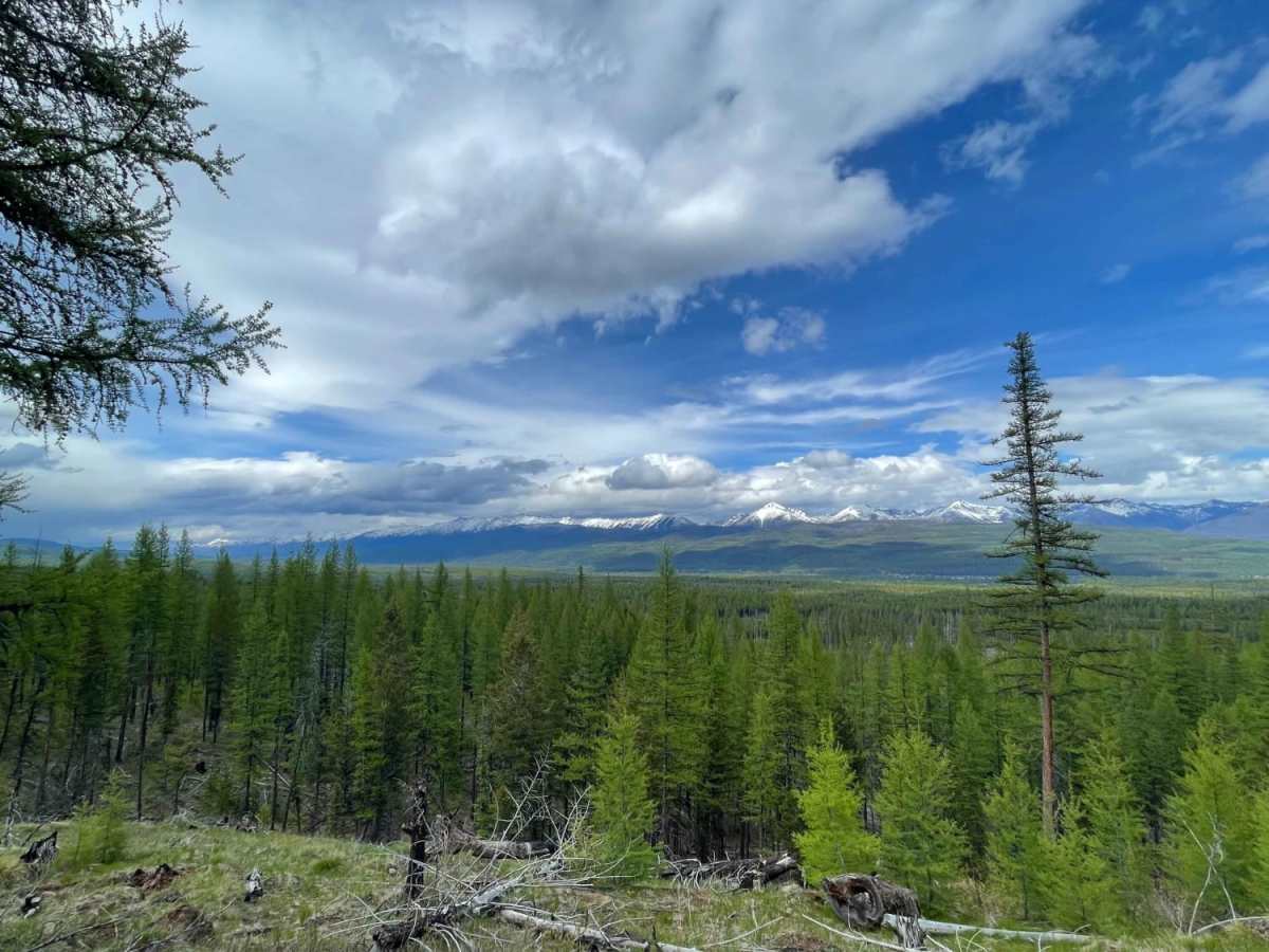 Archibald Loop photo 3