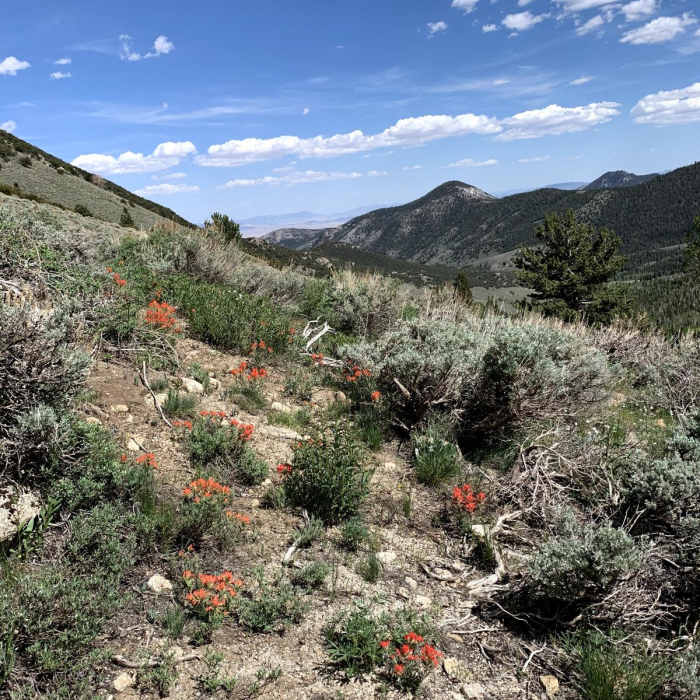 Near Snake Creek Trailhead to Baker Lake