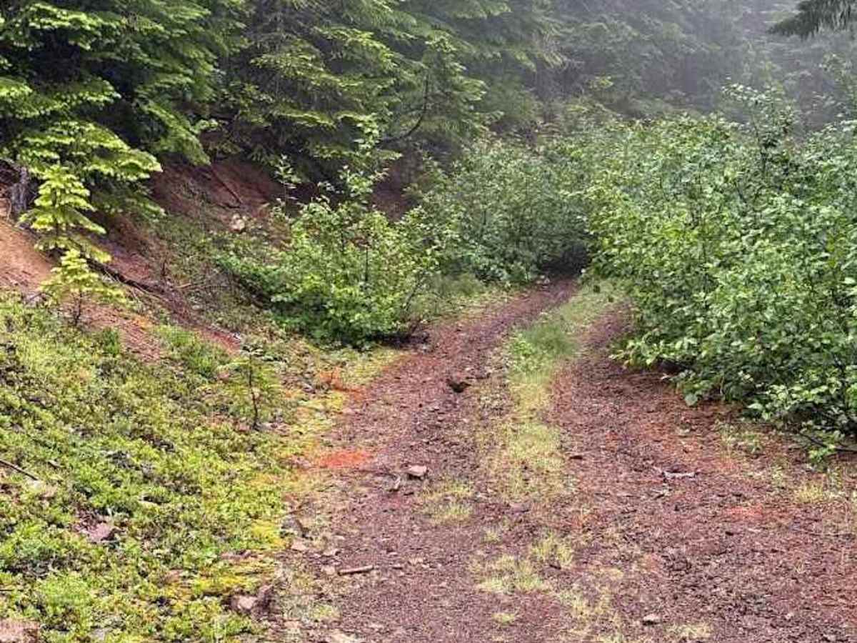 Knob - FS 5403110 trail photo