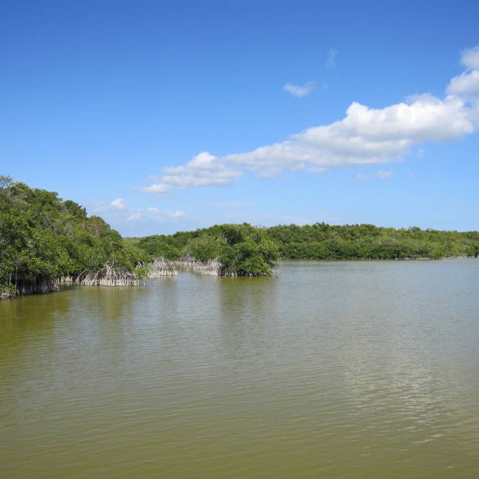 Mangrove forest Near Snake Bight - Rowdy Bend Loop