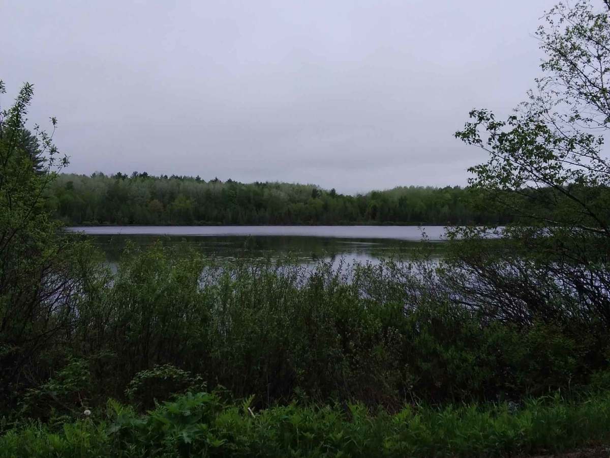 Wildwood Trail/Partridge Trail photo 3