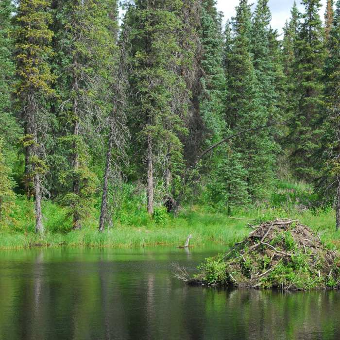 Near Northern K'esugi Ridge via Little Coal Creek Trailhead Near Northern K'esugi Ridge via Little Coal Creek Trailhead