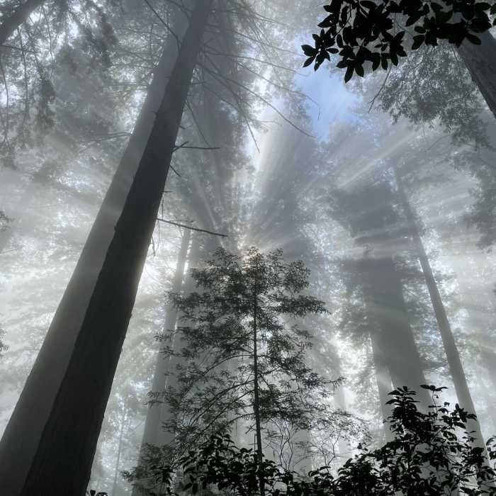 Sun shining through the morning fog - very lucky on the timing of this photo. Near Lady Bird Johnson Grove Nature Trail