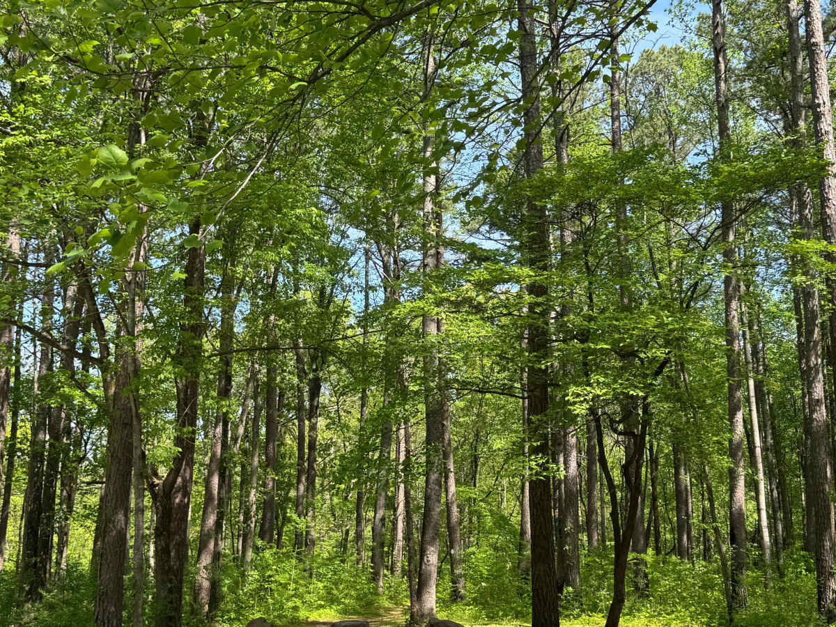 One Horse Gap Lake Trail photo 2