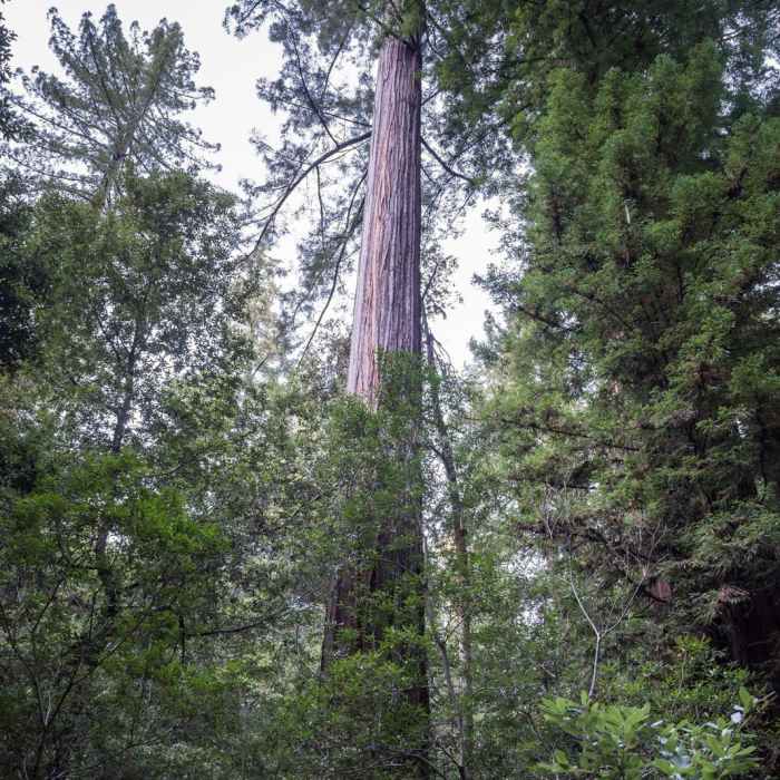 Near Redwood Hiking Trail