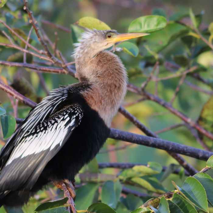 IMG_4539 Near Wakodahatchee Wetlands