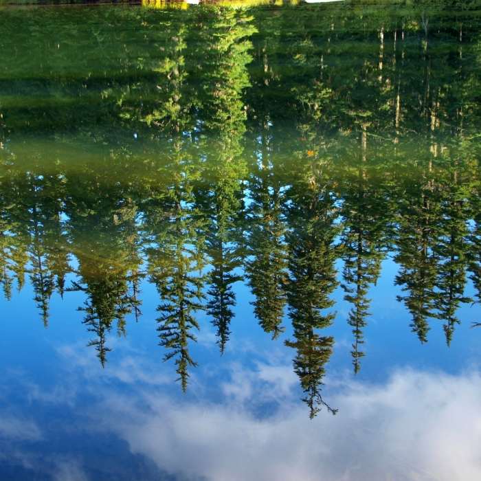 Near Thomas Lake Trail #111