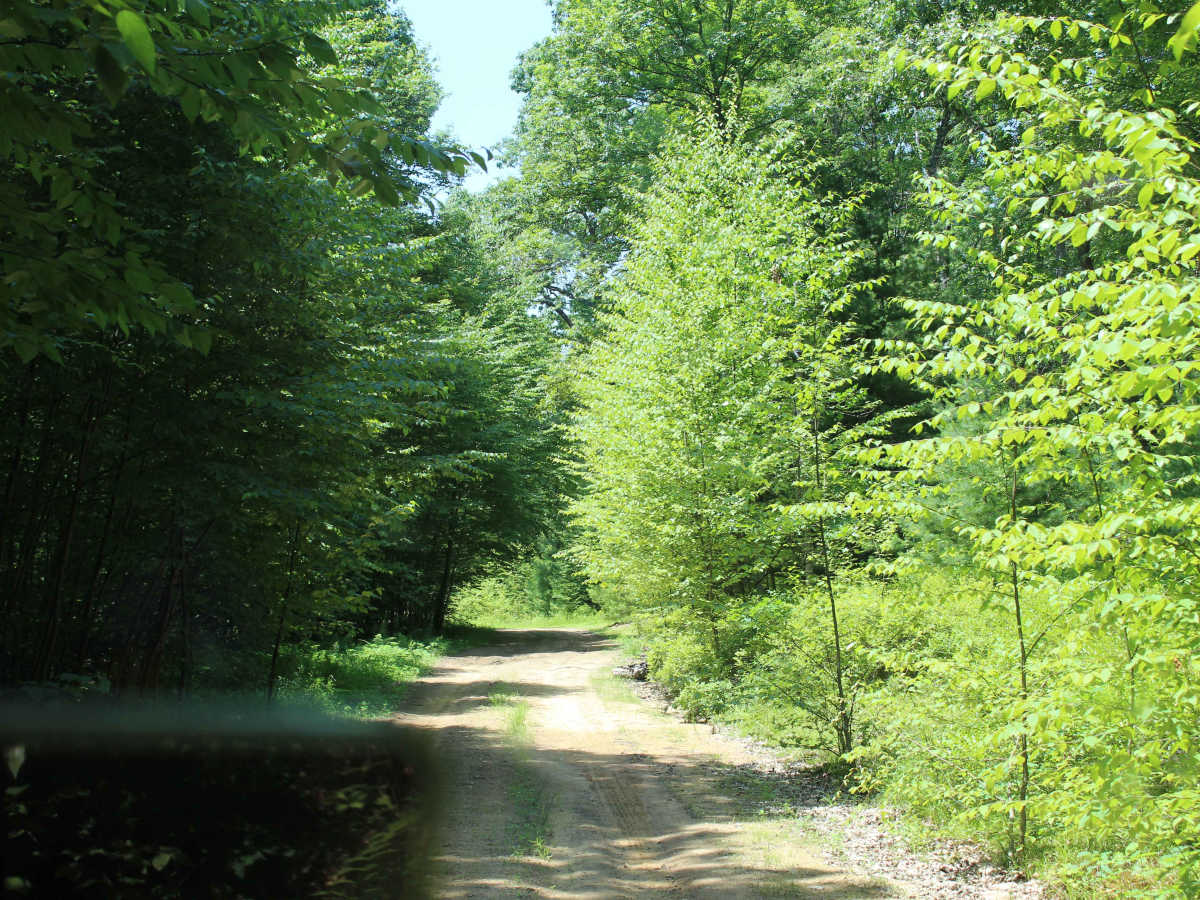 Log Road photo 4