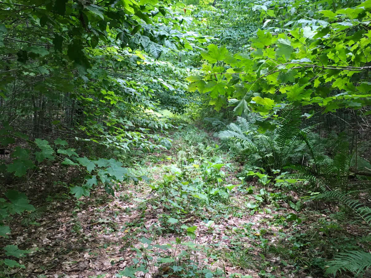 Burma Grade Spur F - FS 3124F photo 6