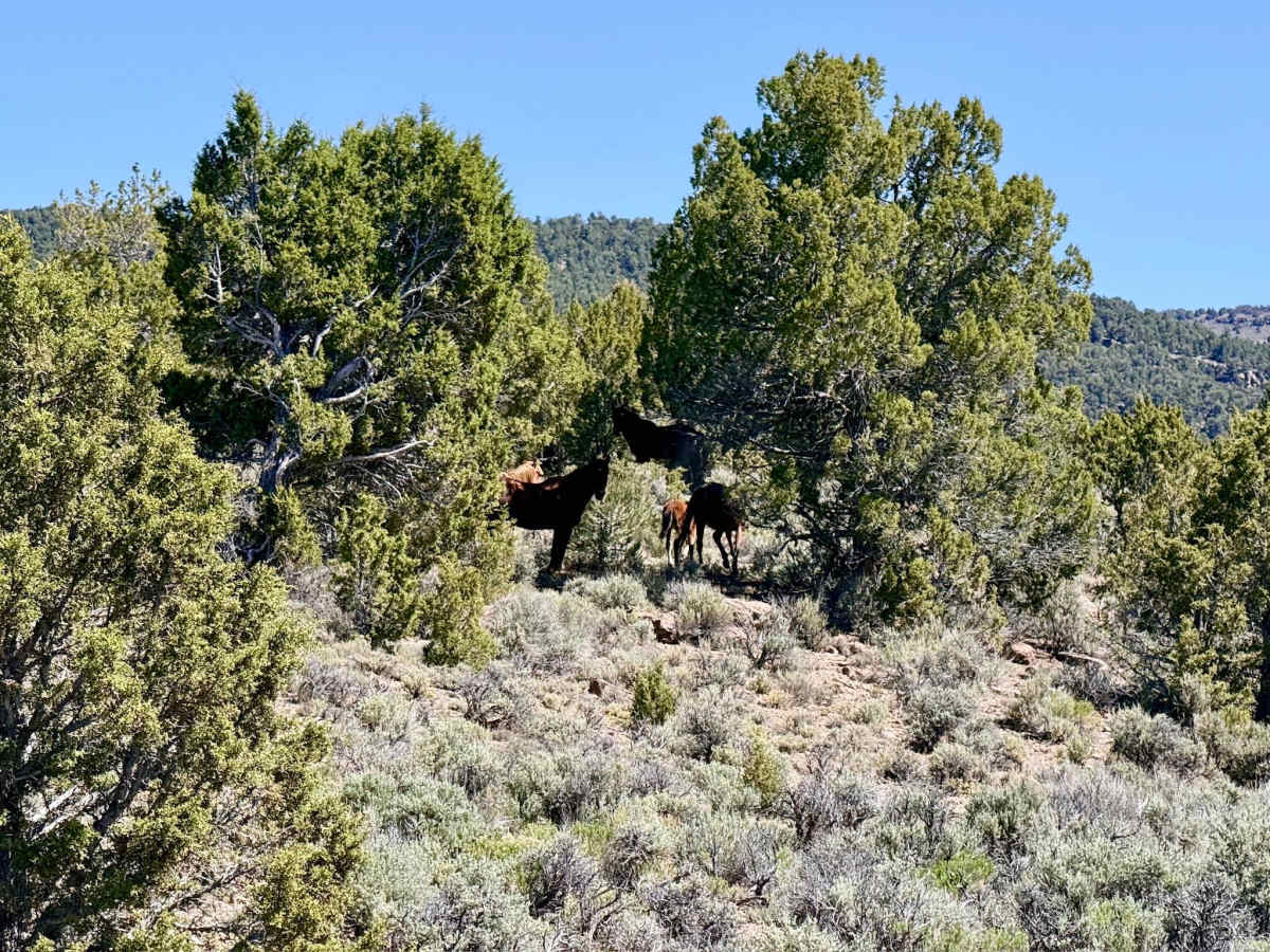 Goat Spring - FS 43313 photo 5