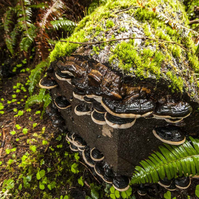 Near Sams River Loop Trail