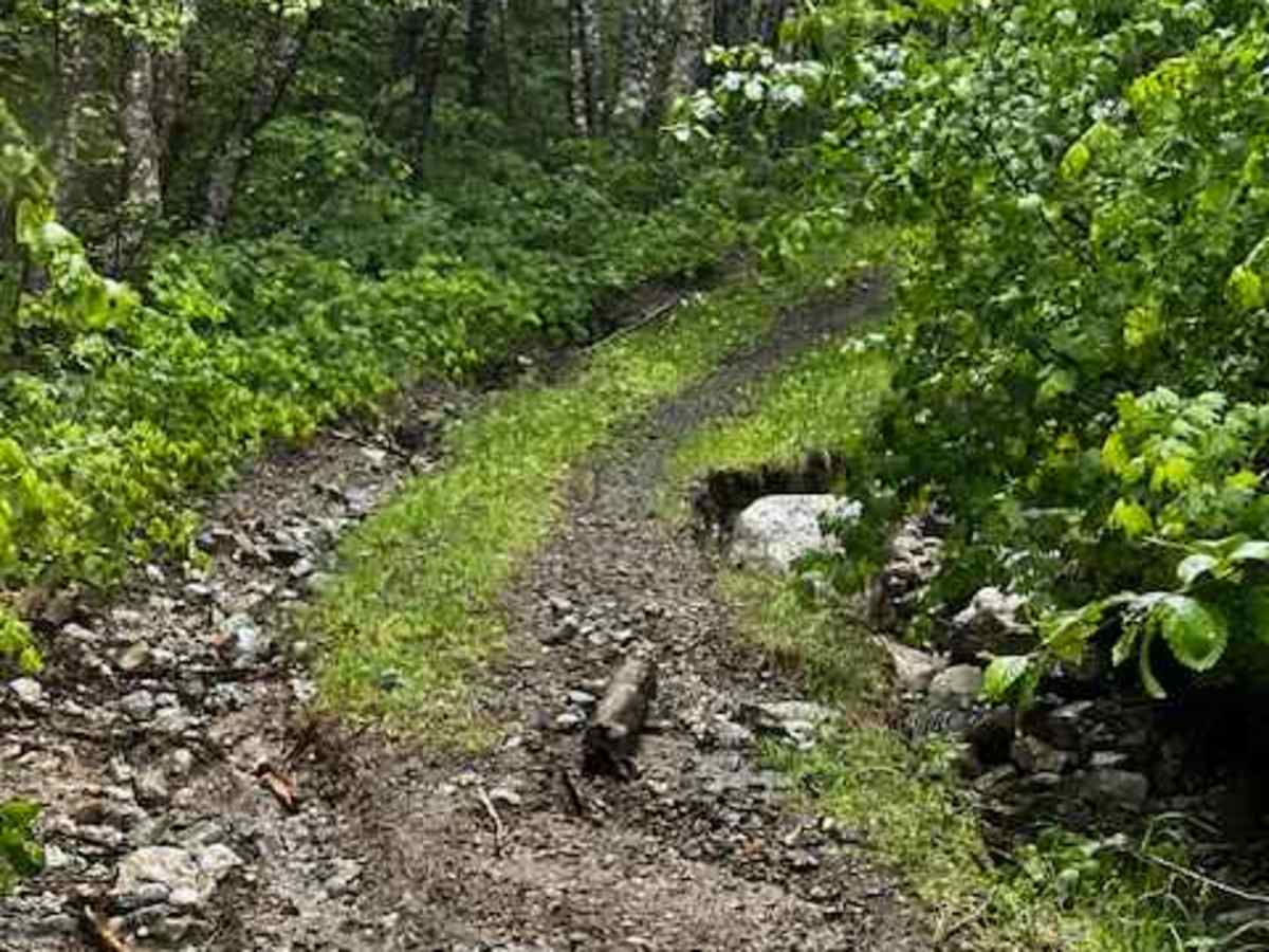 Dixon Mountain photo 3