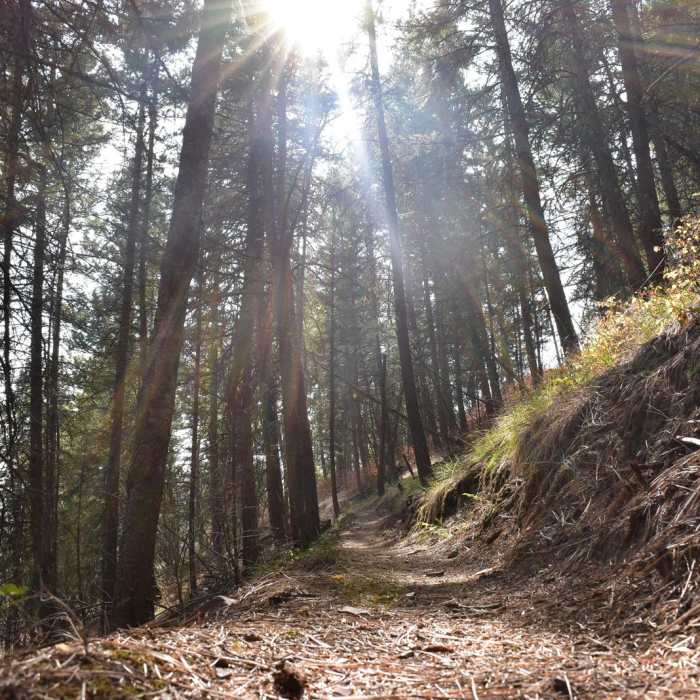 Near North O'Brien Creek Loop