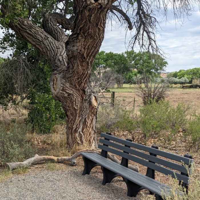 Shady Cottonwood sitting area. Near Perea Nature Trail
