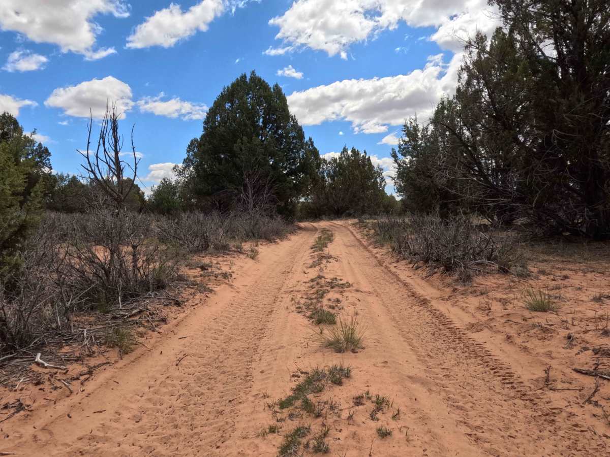 BLM 101 photo 3