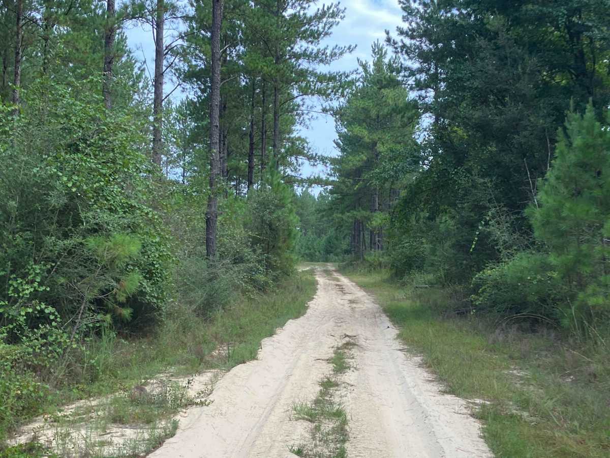 W56 trail photo