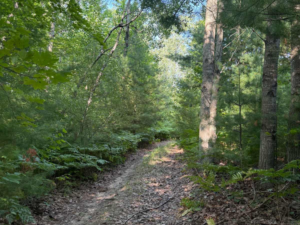 West Bear Creek Trail photo 6