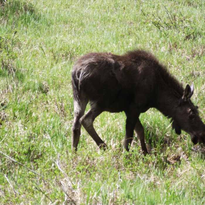 Near Coyote Valley Trail