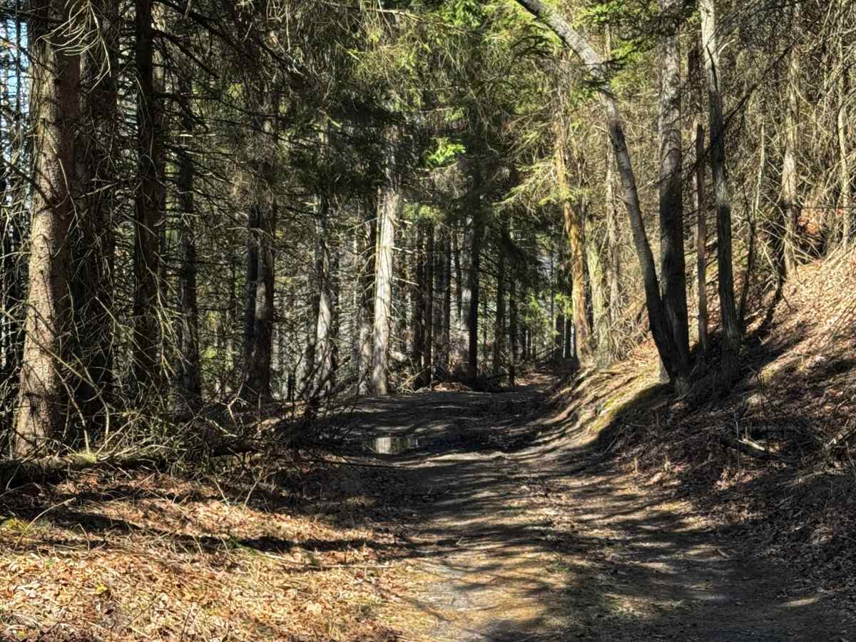 Council Run Trail photo 6