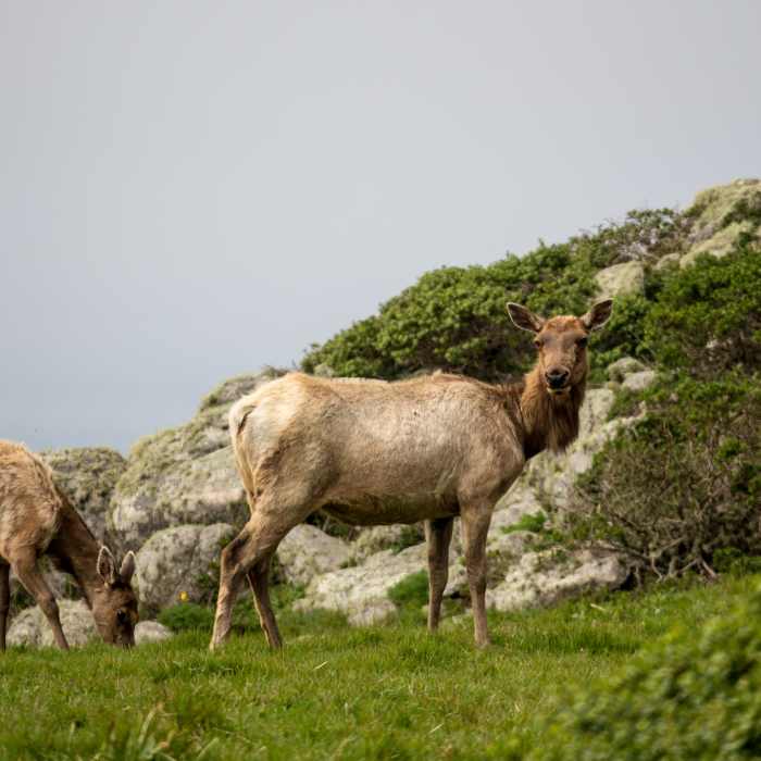 Near Tomales Point Trail