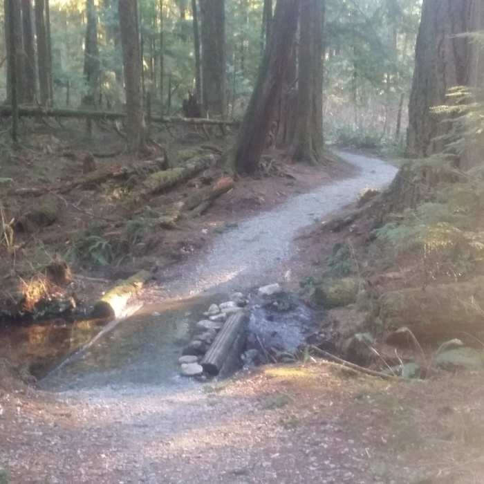 Near Maple Ridge Trail Run