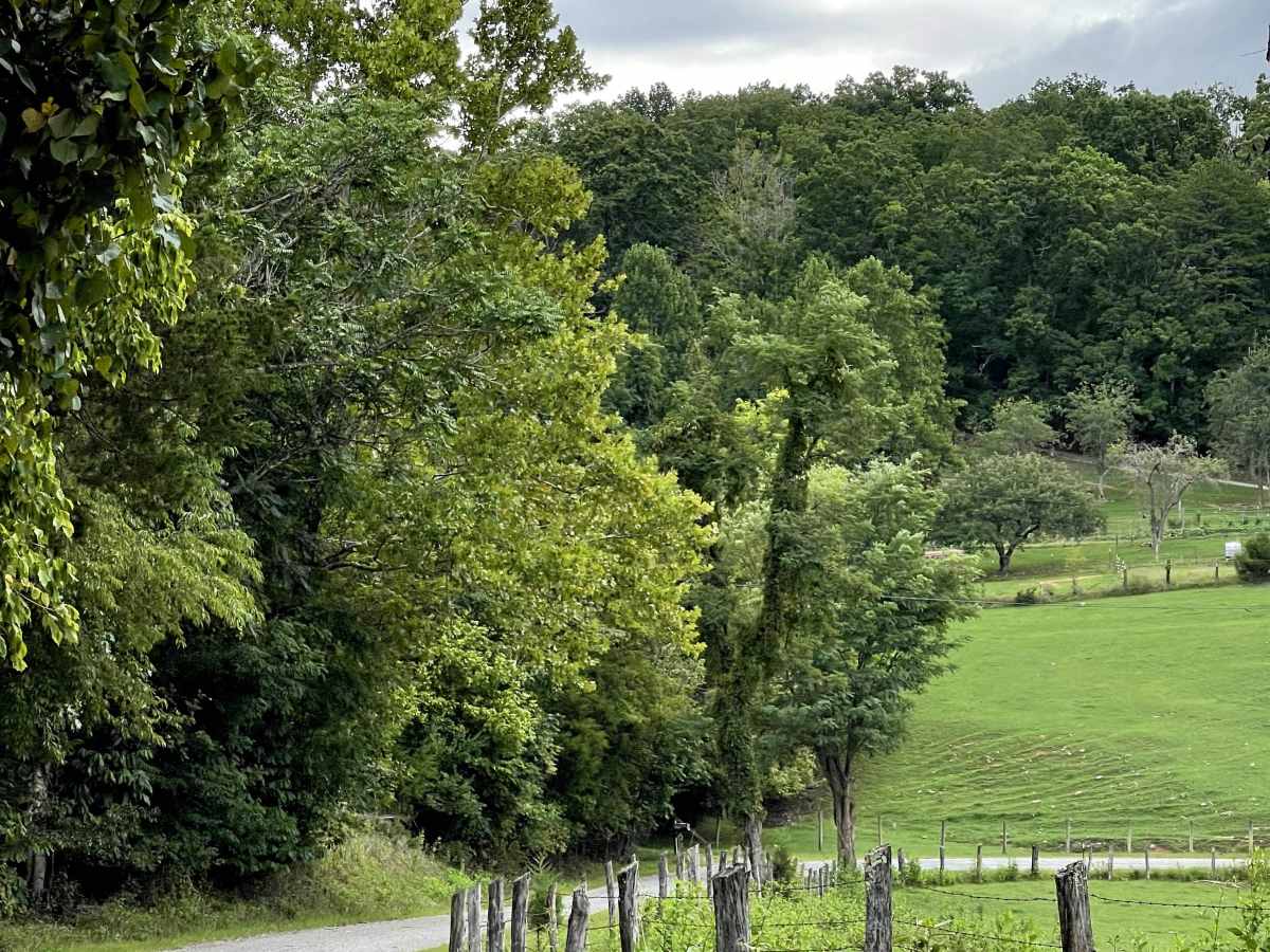 Allen Branch Road photo 5