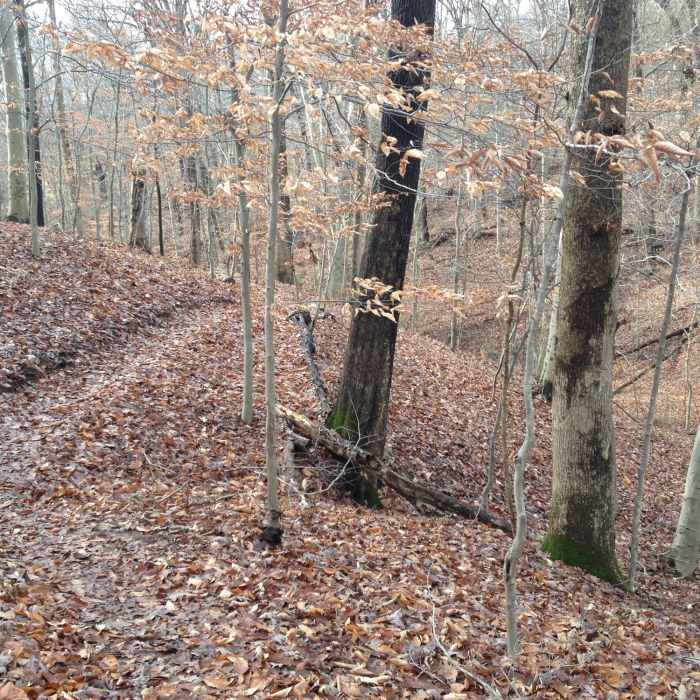 Near North Hills Trail (Western Section)