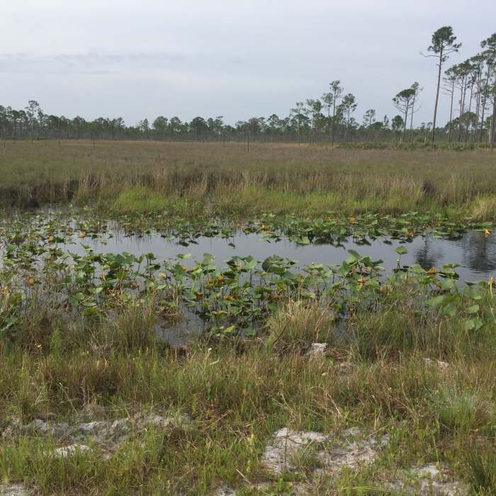 Near Green Trail