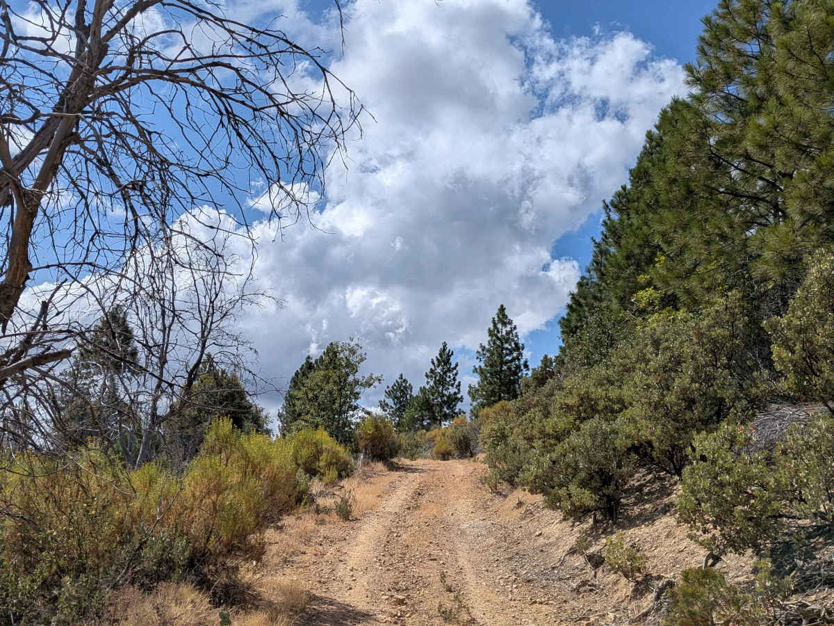 Nutmeg - FS 3S06 trail photo