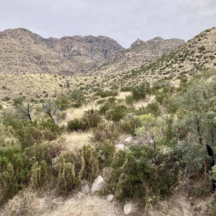 Near Thimble Peak via Sycamore Reservoir Trail