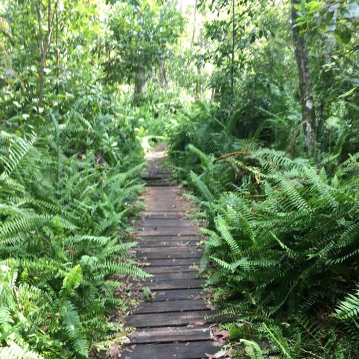 Ferns on the trail Near Little Manatee River State Park