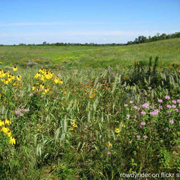 Prairie at Crow-Hassan Near Crow Hassan Loop